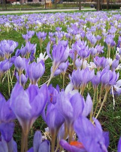 Nijmegen najaar - autumn.jpg